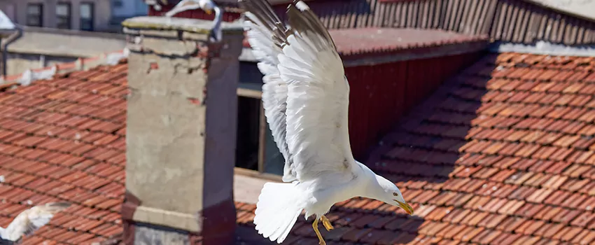 Residential Chimney Animal Removal Solution in Parkland, FL