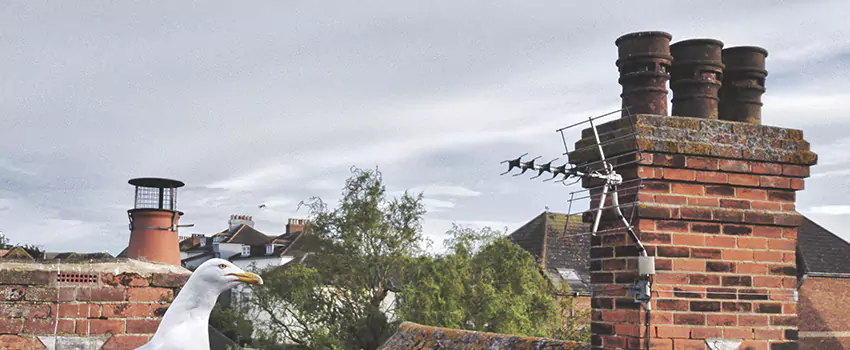 Chimney Cleaning And Restoration in Parkland, Florida